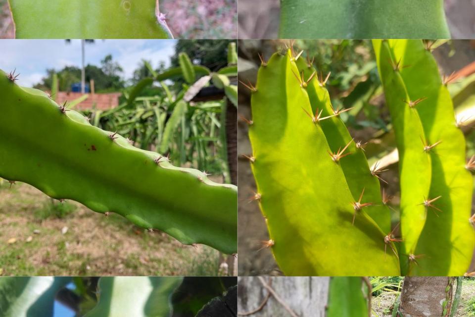 Dragon Fruit Plant Image Dataset 