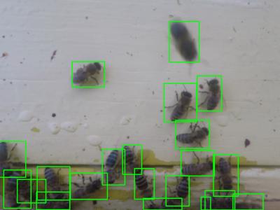 Dataset image