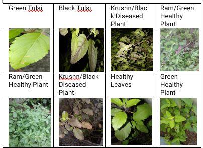 Leaves India s Most Famous Basil Plant Leaves Quality Dataset